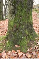 tree bark mossy 0007